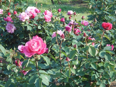 日比谷公園のバラ