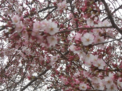 県ネット前の桜
