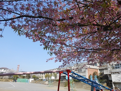 間野台小の桜