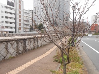 小さな桜の木