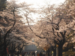 ＩＣＵの桜