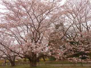歴博の桜
