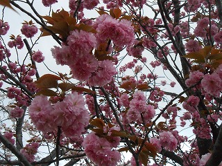 八重桜１