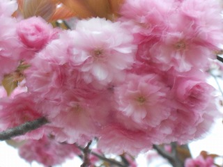 八重桜２