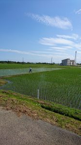 成東育成地の原種･原原種の田んぼ