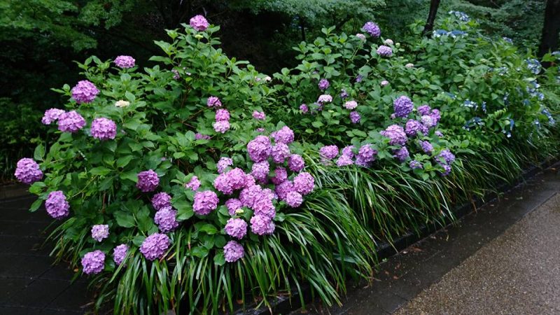 上野公園の梅雨に濡れた紫陽花