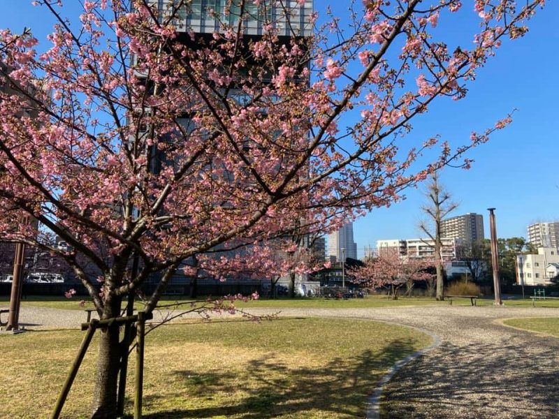県議会脇の公園の桜