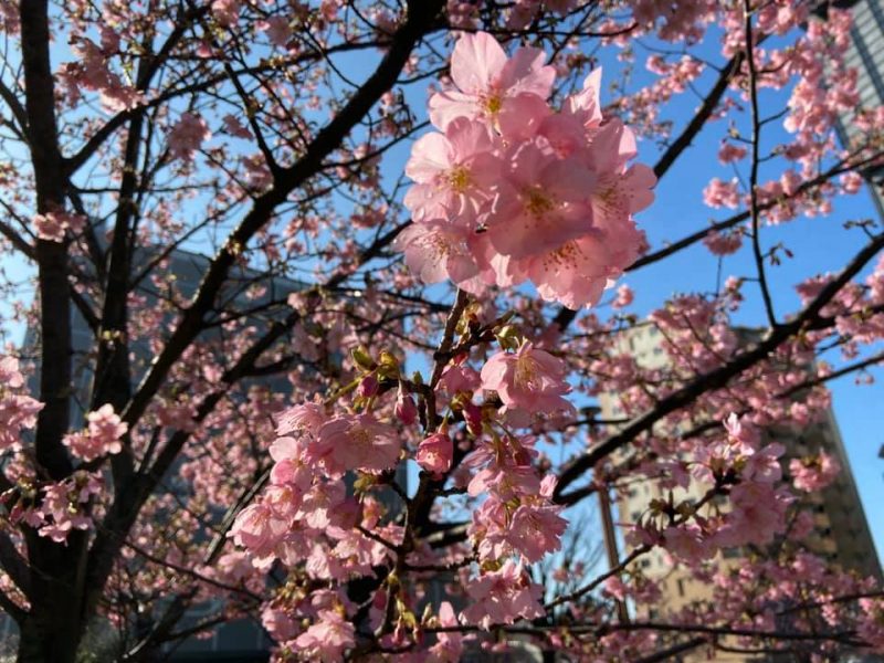 県議会脇の公園の桜