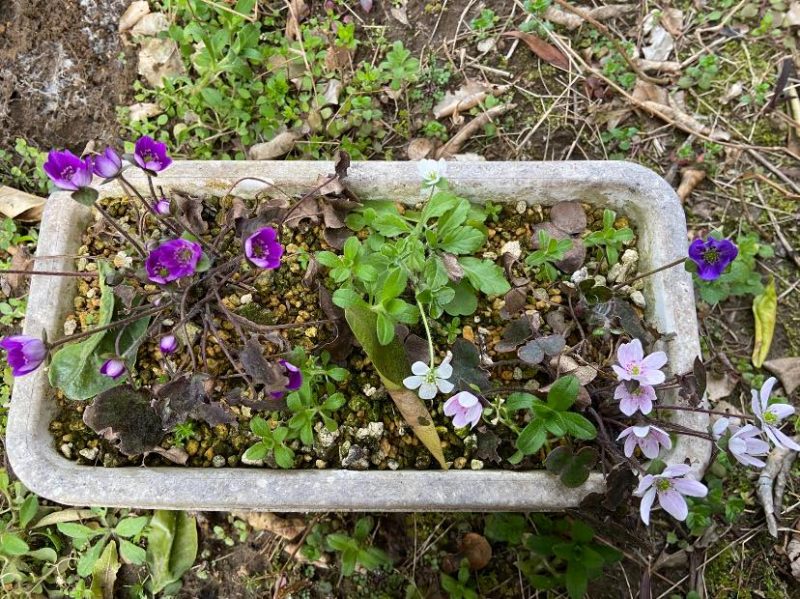 庭の草花を手入れ