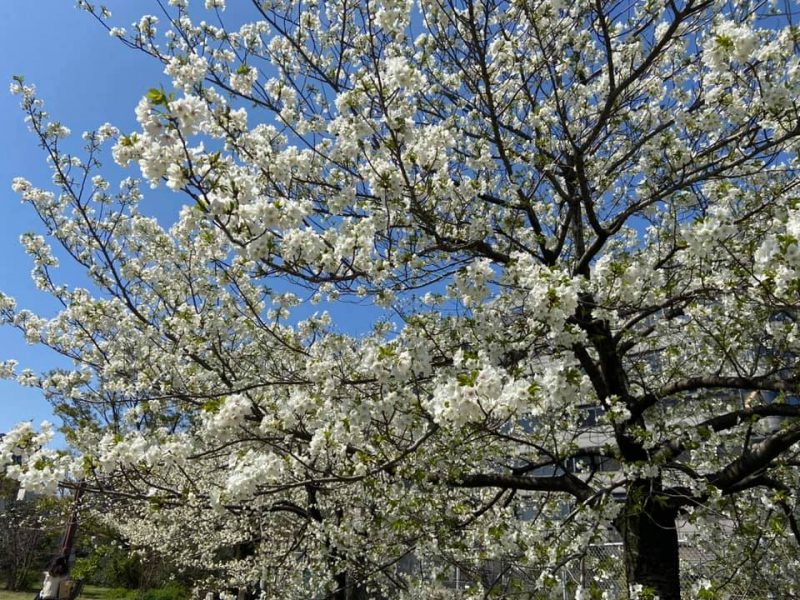 春爛漫/ 桜の季節