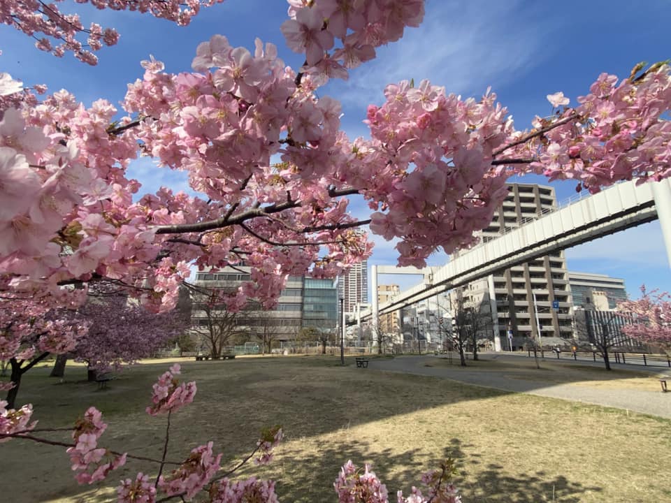 県議会棟前にある公園の早咲きの桜
