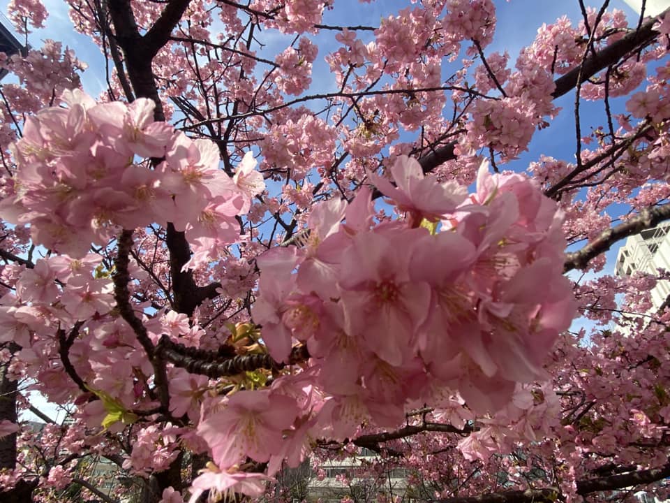 県議会棟前にある公園の早咲きの桜