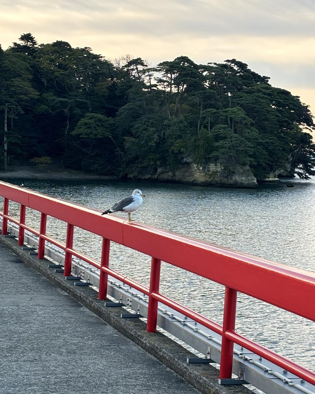 松島の赤い欄干にとまるウミネコを中距離で捉えた一枚。背後に緑濃い島影