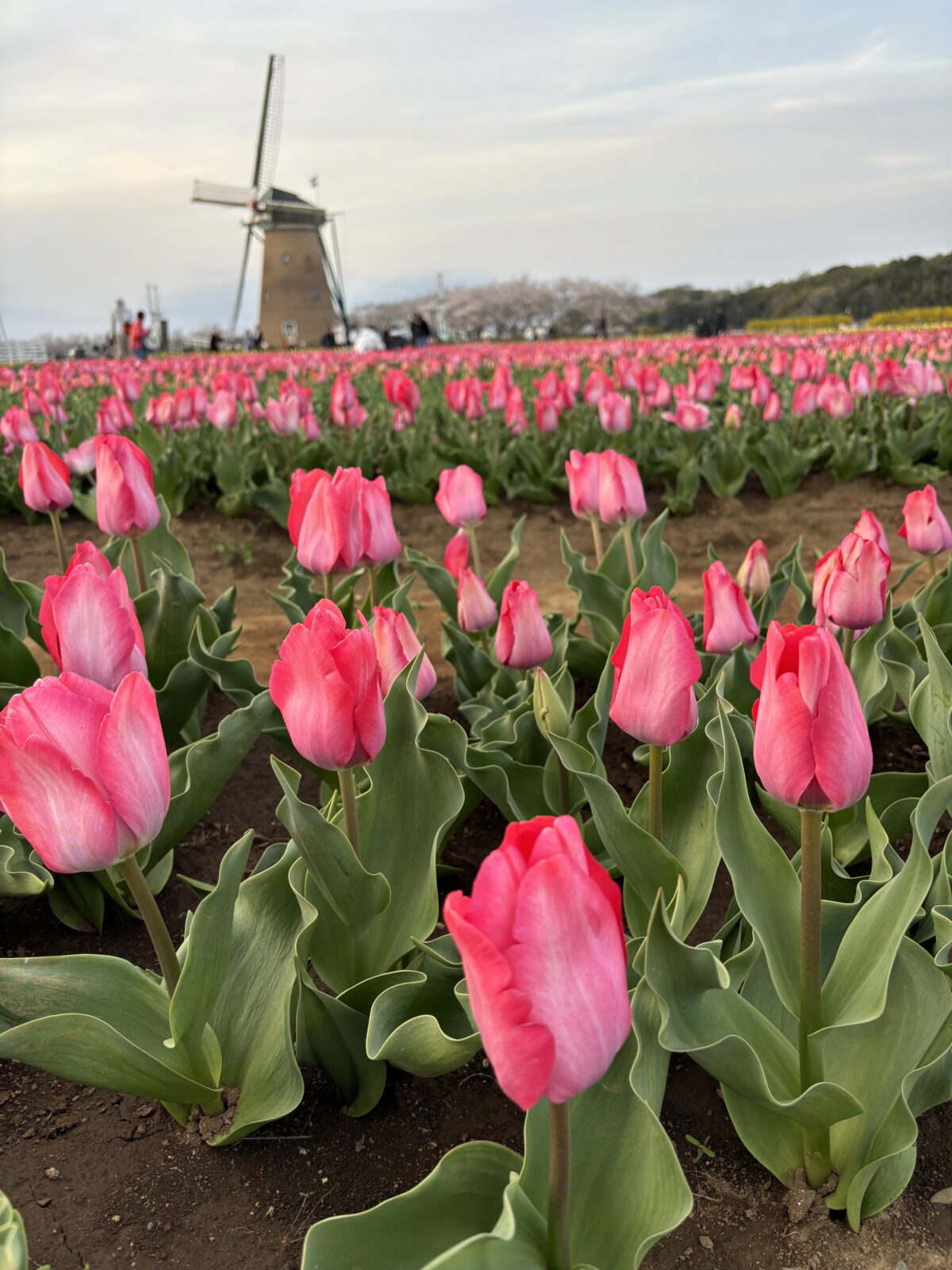 佐倉ふるさと広場のチューリップ(2025年春撮影)